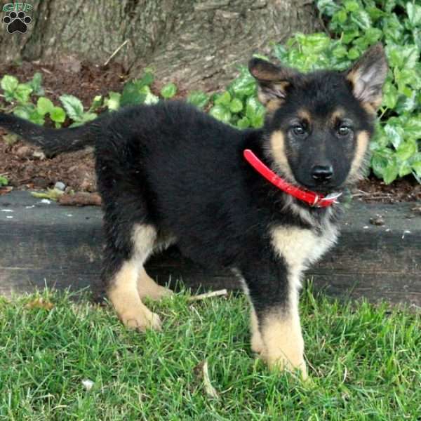 Lucy, German Shepherd Puppy