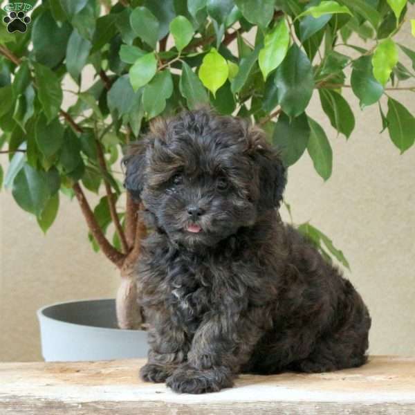 Lucy, Shih-Poo Puppy