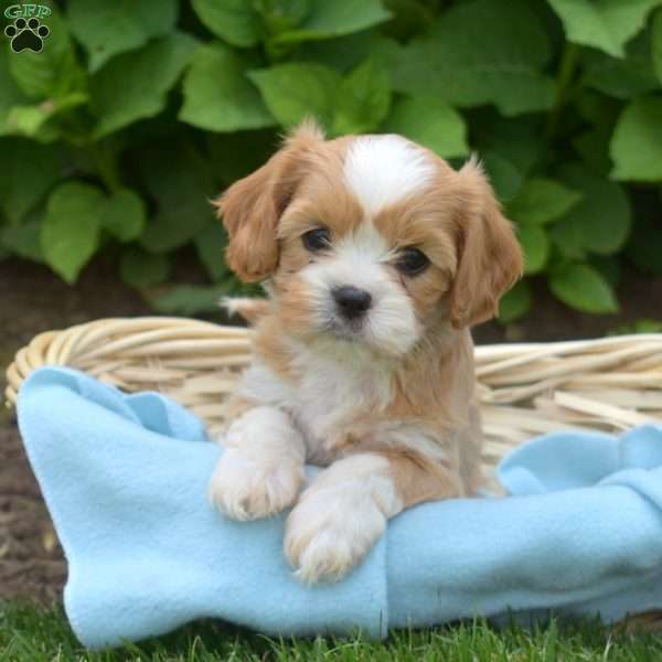 Lucy, Cava-Tzu Puppy