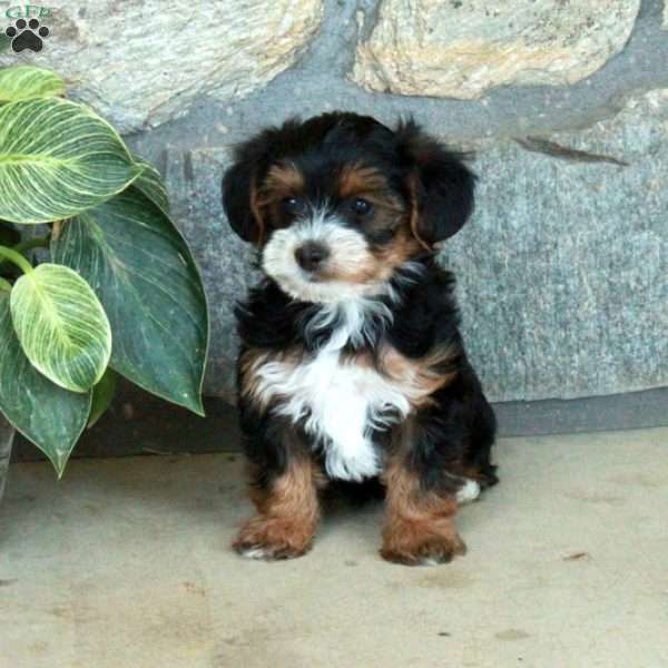 Lucy, Yorkie Poo Puppy