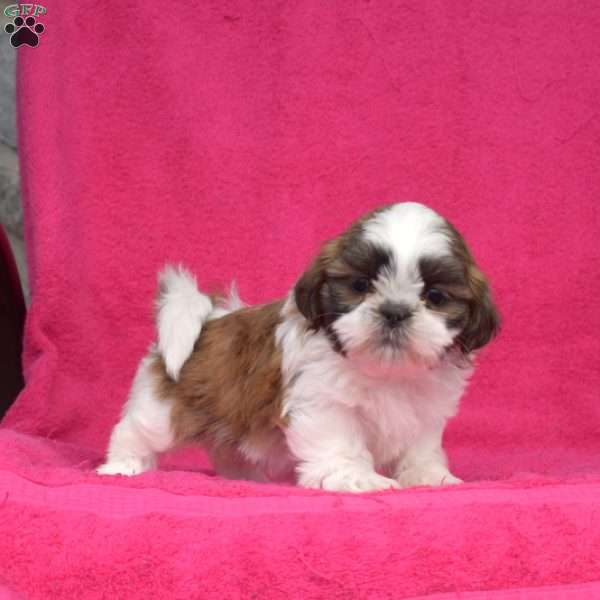 Lucy, Shih Tzu Puppy