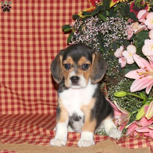 Lucy, Beagle Puppy