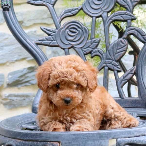 Lucy, Toy Poodle Puppy