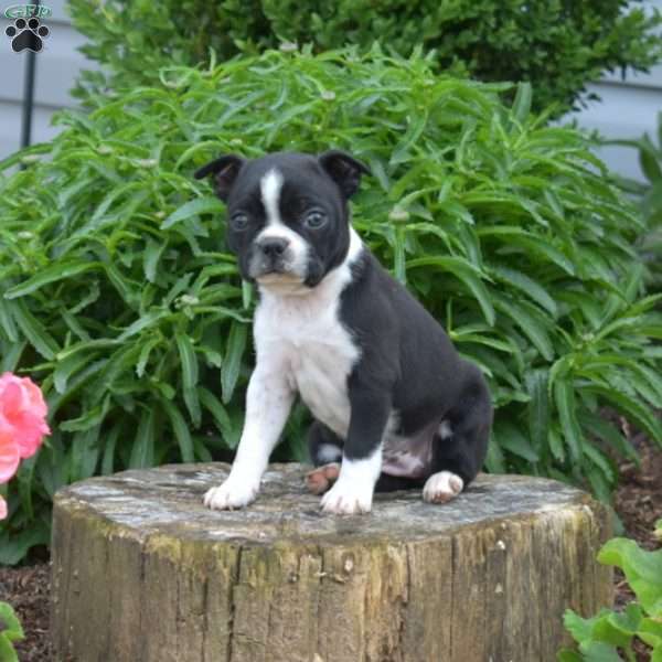 Lucy, Boston Terrier Puppy