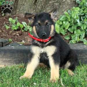 Lucy, German Shepherd Puppy