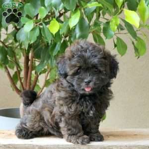 Lucy, Shih-Poo Puppy