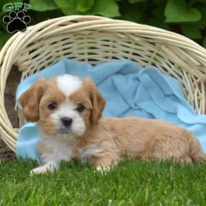 Lucy, Cava-Tzu Puppy