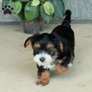 Lucy, Yorkie Poo Puppy