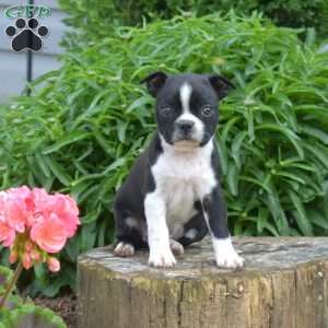 Lucy, Boston Terrier Puppy