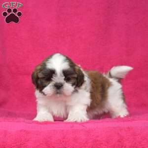 Lucy, Shih Tzu Puppy