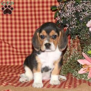 Lucy, Beagle Puppy