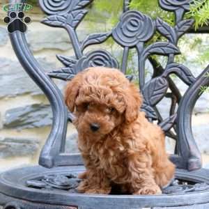 Lucy, Toy Poodle Puppy