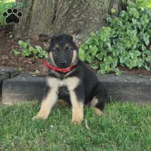 Lucy, German Shepherd Puppy