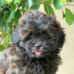 Lucy, Shih-Poo Puppy