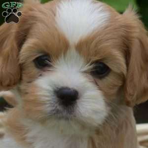 Lucy, Cava-Tzu Puppy