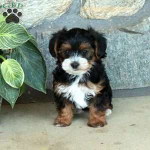 Lucy, Yorkie Poo Puppy