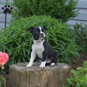 Lucy, Boston Terrier Puppy