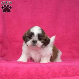 Lucy, Shih Tzu Puppy