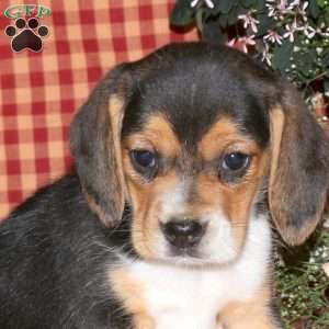 Lucy, Beagle Puppy
