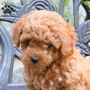 Lucy, Toy Poodle Puppy