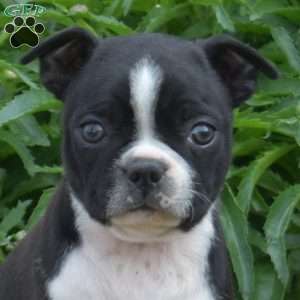 Lucy, Boston Terrier Puppy