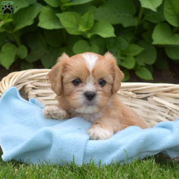 Luigi, Cava-Tzu Puppy