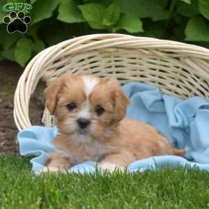 Luigi, Cava-Tzu Puppy