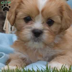 Luigi, Cava-Tzu Puppy
