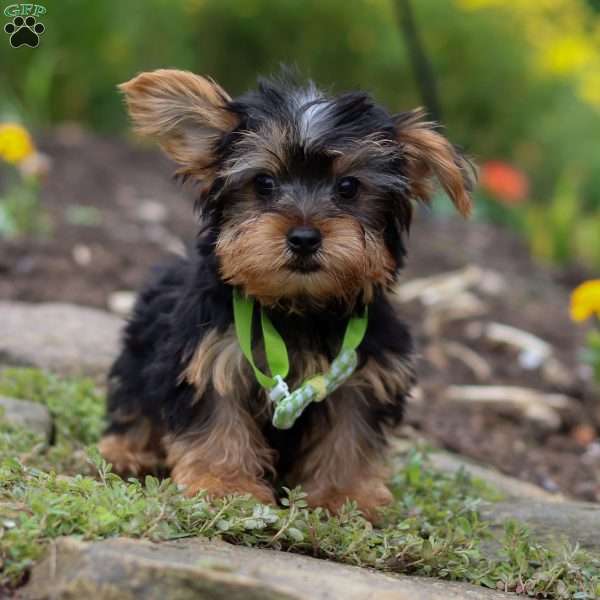 Luke, Yorkie Puppy