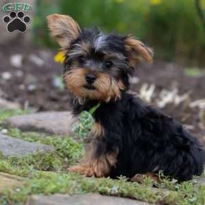 Luke, Yorkie Puppy