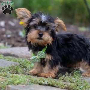 Luke, Yorkie Puppy
