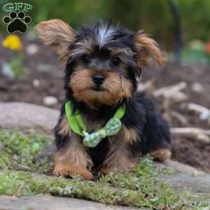 Luke, Yorkie Puppy