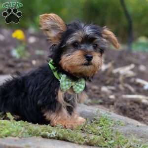 Luke, Yorkie Puppy