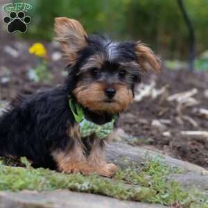 Luke, Yorkie Puppy