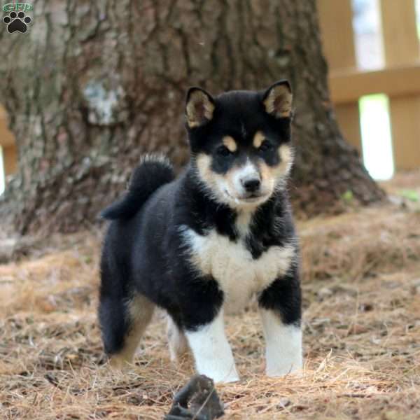 Luke, Shiba Inu Puppy