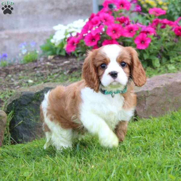 Luke, Cavalier King Charles Spaniel Puppy