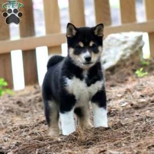 Luke, Shiba Inu Puppy