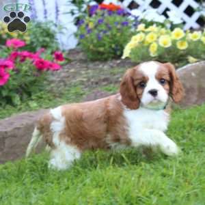 Luke, Cavalier King Charles Spaniel Puppy