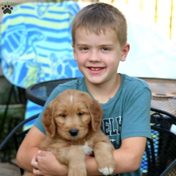 Luke, Goldendoodle Puppy