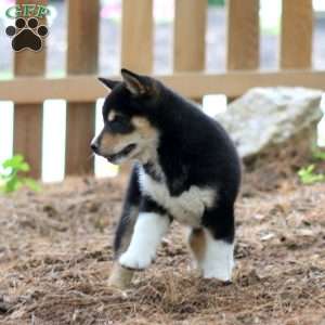 Luke, Shiba Inu Puppy