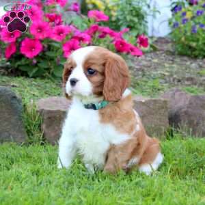 Luke, Cavalier King Charles Spaniel Puppy