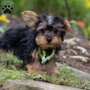Luke, Yorkie Puppy