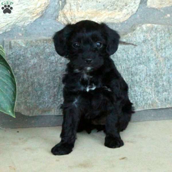 Lula, Yorkie Poo Puppy