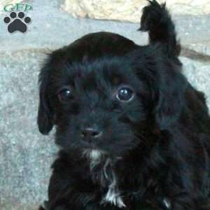 Lula, Yorkie Poo Puppy