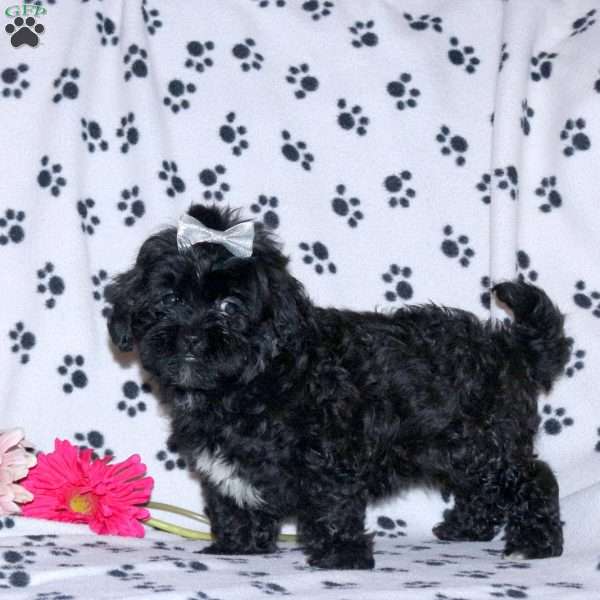 Luna, Shih-Poo Puppy
