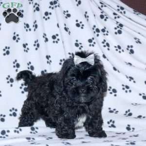 Luna, Shih-Poo Puppy