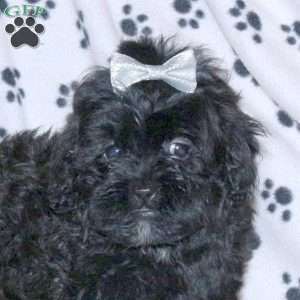 Luna, Shih-Poo Puppy