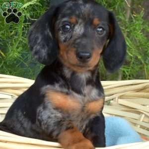 Luna, Dachshund Puppy