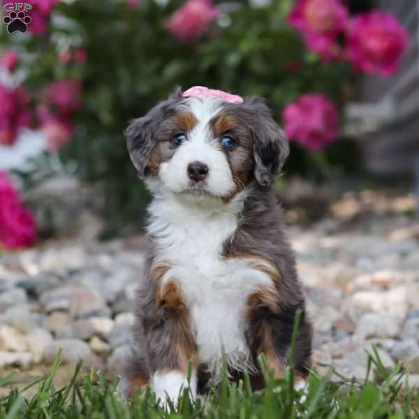 Luna, Mini Bernedoodle Puppy