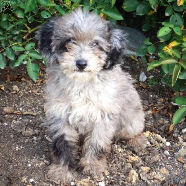 Lydia, Mini Labradoodle Puppy